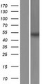 ABLIM1 Protein - Western validation with an anti-DDK antibody * L: Control HEK293 lysate R: Over-expression lysate