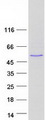 ABLIM2 Protein - Purified recombinant protein ABLIM2 was analyzed by SDS-PAGE gel and Coomassie Blue Staining