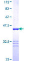 ABP-280 / FLNC Protein - 12.5% SDS-PAGE Stained with Coomassie Blue.