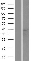 ACAA1 Protein - Western validation with an anti-DDK antibody * L: Control HEK293 lysate R: Over-expression lysate
