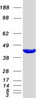 ACAA1 Protein - Purified recombinant protein ACAA1 was analyzed by SDS-PAGE gel and Coomassie Blue Staining