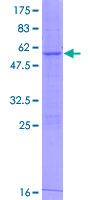 ACAD10 Protein - 12.5% SDS-PAGE of human ACAD10 stained with Coomassie Blue