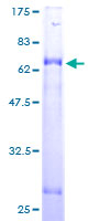 ACAD8 Protein - 12.5% SDS-PAGE of human ACAD8 stained with Coomassie Blue