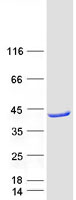 ACAD8 Protein - Purified recombinant protein ACAD8 was analyzed by SDS-PAGE gel and Coomassie Blue Staining