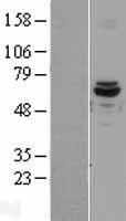 ACAD9 Protein - Western validation with an anti-DDK antibody * L: Control HEK293 lysate R: Over-expression lysate