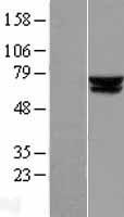 ACADVL Protein - Western validation with an anti-DDK antibody * L: Control HEK293 lysate R: Over-expression lysate