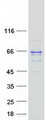 ACADVL Protein - Purified recombinant protein ACADVL was analyzed by SDS-PAGE gel and Coomassie Blue Staining