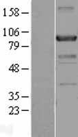 ACAP2 / Centaurin Beta 2 Protein - Western validation with an anti-DDK antibody * L: Control HEK293 lysate R: Over-expression lysate