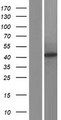ACAT1 Protein - Western validation with an anti-DDK antibody * L: Control HEK293 lysate R: Over-expression lysate