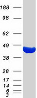 ACAT2 Protein - Purified recombinant protein ACAT2 was analyzed by SDS-PAGE gel and Coomassie Blue Staining