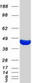 ACAT2 Protein - Purified recombinant protein ACAT2 was analyzed by SDS-PAGE gel and Coomassie Blue Staining