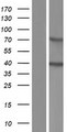 ACBD4 Protein - Western validation with an anti-DDK antibody * L: Control HEK293 lysate R: Over-expression lysate