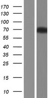 ACCN1 / ASIC2 Protein - Western validation with an anti-DDK antibody * L: Control HEK293 lysate R: Over-expression lysate