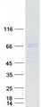 ACCN1 / ASIC2 Protein - Purified recombinant protein ASIC2 was analyzed by SDS-PAGE gel and Coomassie Blue Staining