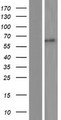 ACCN3 / ASIC3 Protein - Western validation with an anti-DDK antibody * L: Control HEK293 lysate R: Over-expression lysate