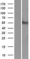 ACCN5 / HINAC Protein - Western validation with an anti-DDK antibody * L: Control HEK293 lysate R: Over-expression lysate