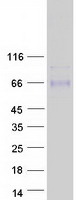 ACCN5 / HINAC Protein - Purified recombinant protein ASIC5 was analyzed by SDS-PAGE gel and Coomassie Blue Staining