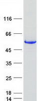 ACCS / ACS Protein - Purified recombinant protein ACCS was analyzed by SDS-PAGE gel and Coomassie Blue Staining