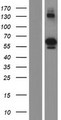 ACD / PTOP Protein - Western validation with an anti-DDK antibody * L: Control HEK293 lysate R: Over-expression lysate