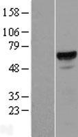 ACD / PTOP Protein - Western validation with an anti-DDK antibody * L: Control HEK293 lysate R: Over-expression lysate