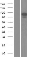 ACE / CD143 Protein - Western validation with an anti-DDK antibody * L: Control HEK293 lysate R: Over-expression lysate