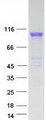 ACE / CD143 Protein - Purified recombinant protein ACE was analyzed by SDS-PAGE gel and Coomassie Blue Staining