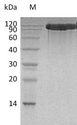 ACE2 / ACE-2 Protein - (Tris-Glycine gel) Discontinuous SDS-PAGE (reduced) with 5% enrichment gel and 15% separation gel.