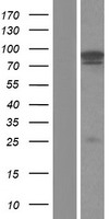 ACIN1 / Acinus Protein - Western validation with an anti-DDK antibody * L: Control HEK293 lysate R: Over-expression lysate