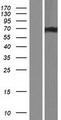 ACIN1 / Acinus Protein - Western validation with an anti-DDK antibody * L: Control HEK293 lysate R: Over-expression lysate