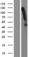 ACKR3 / CXCR7 Protein - Western validation with an anti-DDK antibody * L: Control HEK293 lysate R: Over-expression lysate