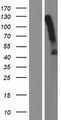 ACKR3 / CXCR7 Protein - Western validation with an anti-DDK antibody * L: Control HEK293 lysate R: Over-expression lysate