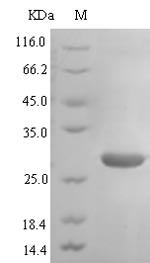 ACKR3 / CXCR7 Protein - (Tris-Glycine gel) Discontinuous SDS-PAGE (reduced) with 5% enrichment gel and 15% separation gel.