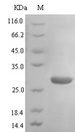 ACKR3 / CXCR7 Protein - (Tris-Glycine gel) Discontinuous SDS-PAGE (reduced) with 5% enrichment gel and 15% separation gel.