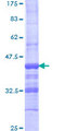 ACLP / AEBP1 Protein - 12.5% SDS-PAGE Stained with Coomassie Blue.