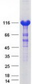 ACLY / ATP Citrate Lyase Protein - Purified recombinant protein ACLY was analyzed by SDS-PAGE gel and Coomassie Blue Staining