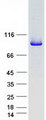 ACO1 / Aconitase Protein - Purified recombinant protein ACO1 was analyzed by SDS-PAGE gel and Coomassie Blue Staining