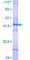 ACO2 / Aconitase 2 Protein - 12.5% SDS-PAGE Stained with Coomassie Blue.