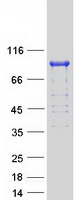 ACO2 / Aconitase 2 Protein - Purified recombinant protein ACO2 was analyzed by SDS-PAGE gel and Coomassie Blue Staining