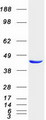 ACOT1 Protein - Purified recombinant protein ACOT1 was analyzed by SDS-PAGE gel and Coomassie Blue Staining