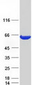 ACOT12 Protein - Purified recombinant protein ACOT12 was analyzed by SDS-PAGE gel and Coomassie Blue Staining