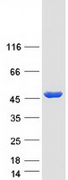 ACOT4 Protein - Purified recombinant protein ACOT4 was analyzed by SDS-PAGE gel and Coomassie Blue Staining