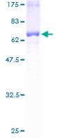 ACOT7 / BACH Protein - 12.5% SDS-PAGE of human BACH stained with Coomassie Blue