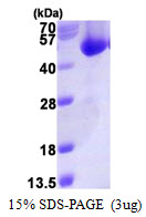 ACOT7 / BACH Protein