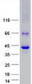 ACOT7 / BACH Protein - Purified recombinant protein ACOT7 was analyzed by SDS-PAGE gel and Coomassie Blue Staining