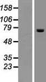 ACOX2 Protein - Western validation with an anti-DDK antibody * L: Control HEK293 lysate R: Over-expression lysate