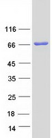 ACOX2 Protein - Purified recombinant protein ACOX2 was analyzed by SDS-PAGE gel and Coomassie Blue Staining