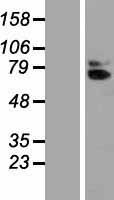 AcPL / IL18RAP Protein - Western validation with an anti-DDK antibody * L: Control HEK293 lysate R: Over-expression lysate