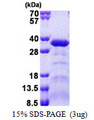 ACRP / SPAG7 Protein