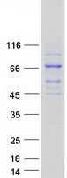 ACS5 / ACSL5 Protein - Purified recombinant protein ACSL5 was analyzed by SDS-PAGE gel and Coomassie Blue Staining