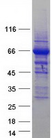 ACS5 / ACSL5 Protein - Purified recombinant protein ACSL5 was analyzed by SDS-PAGE gel and Coomassie Blue Staining